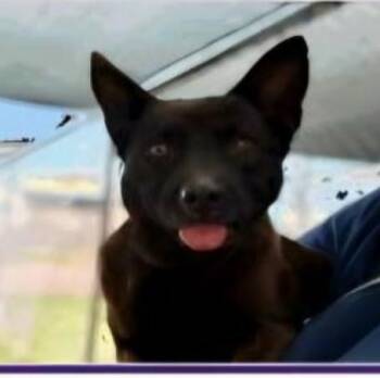 Armani-pl OR14363-Thw -  Schipperke and Corgi Dog for Adoption in Missouri City, Texas - Armani-pl OR14363-Thw | PetCurious