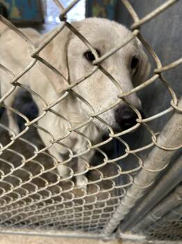 Rescue Mixed Breed Dogs for Adoption in Hot Springs, Arkansas - Ollie | PetCurious