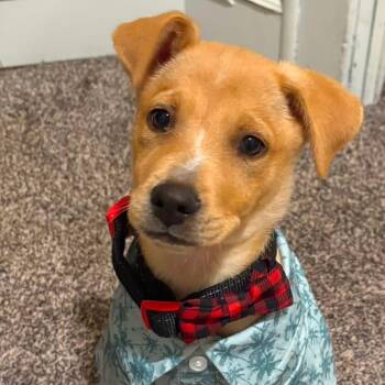 Mr, Gregory -  German Shepherd Dog Dog for Adoption in Houston, Texas - Mr, Gregory | PetCurious