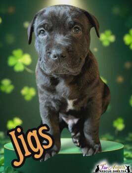 Mixed Breed Dogs Available for Adoption - Jigs | PetCurious