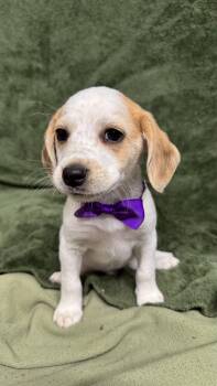 Beagle Dogs Available for Adoption in Knoxville, Tennessee - Becker | PetCurious