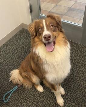SIG -  Australian Shepherd Dog for Adoption in Pueblo, Colorado - SIG | PetCurious