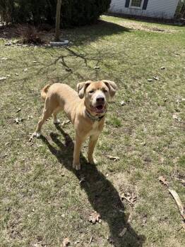 German Shepherd Dog Dogs Available for Adoption in Traverse City, Michigan - Klaus | PetCurious