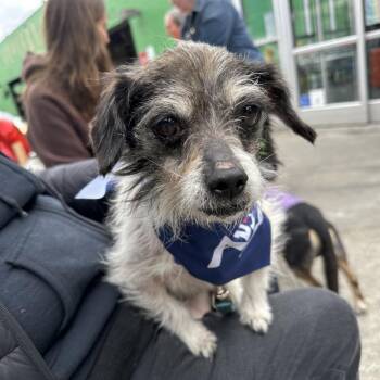 Terrier and Mixed Breed Dogs Available for Adoption - Kira | PetCurious