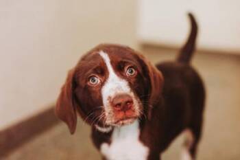 Shepherd and Mixed Breed Dogs Available for Adoption in North Charleston, South Carolina - 3491b Bunny | PetCurious