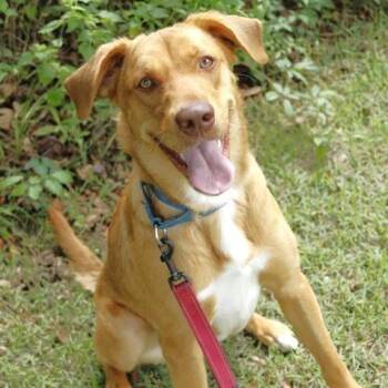 Sandy -  Labrador Retriever and Mixed Breed Dog for Adoption - Sandy | PetCurious
