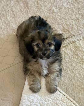 Rescue Maltipoo and Dachshund Dogs for Adoption in Tracy, California - Brooks | PetCurious