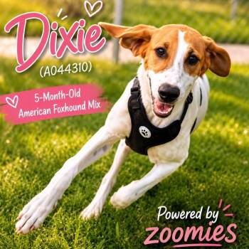 Dixie -  American Foxhound Dog for Adoption in Anahuac, Texas - Dixie | PetCurious