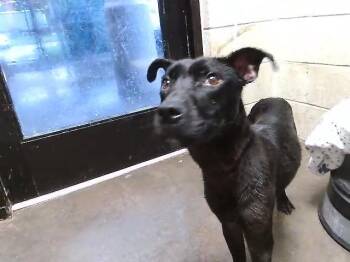 DOUBLE DUCE -  Pit Bull Terrier and Mixed Breed Dog for Adoption in Tulsa, Oklahoma - DOUBLE DUCE | PetCurious