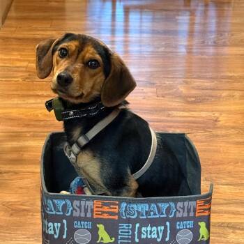 Mando -  Beagle Dog for Adoption in Harrisonburg, Virginia - Mando | PetCurious