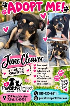 June Cleaver -  Chiweenie Dog for Adoption in Shorewood, Illinois - June Cleaver | PetCurious