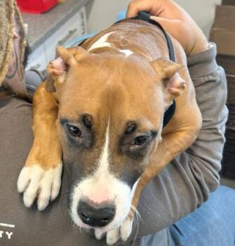 Twix -  Mixed Breed Dog for Adoption in West Chester, Pennsylvania - Twix | PetCurious