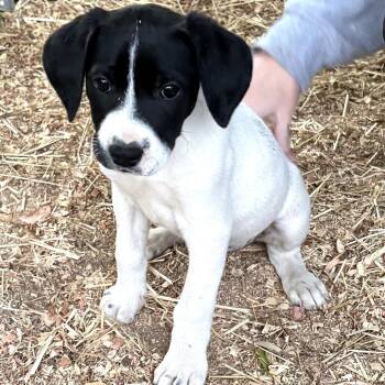 Labrador Retriever and Mixed Breed Dogs Available for Adoption in Pulaski, Tennessee - Luke Skywalker | PetCurious