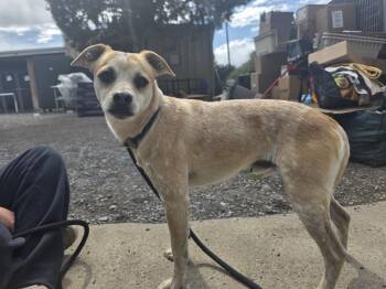 Gingy -  Chihuahua Dog for Adoption in Las Vegas, New Mexico - Gingy | PetCurious