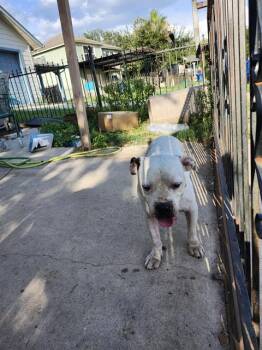 A824658 -  American Bulldog Dog for Adoption in San Antonio, Texas - A824658 | PetCurious
