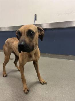 Black Mouth Cur Dogs Available for Adoption in Doral, Florida - JENNY | PetCurious