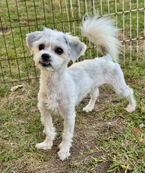 Maltese Dogs Available for Adoption in Lucedale, Mississippi - Nova | PetCurious