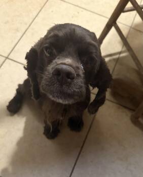 DARBY -  Cocker Spaniel Dog for Adoption in Phoenix, Arizona - DARBY | PetCurious