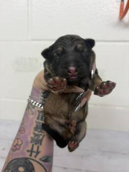 A597003 -  German Shepherd Dog Dog for Adoption in San Bernardino, California - A597003 | PetCurious