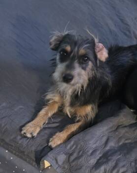 Rescue Terrier Dogs for Adoption in Gretna, Florida - Shasta | PetCurious