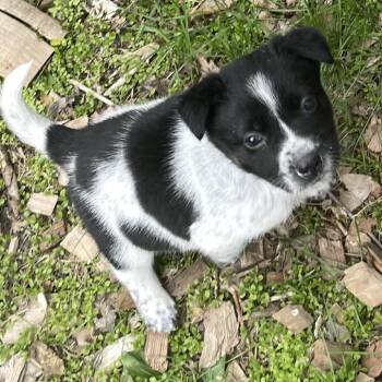Mixed Breed Dogs Available for Adoption in Buffalo, Minnesota - Spinosaurus | PetCurious