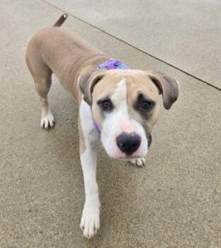 Valentine -  American Bully Dog for Adoption in Bucyrus, Ohio - Valentine | PetCurious