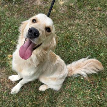 Cooper -  Mixed Breed Dog for Adoption in Greensboro, North Carolina - Cooper | PetCurious