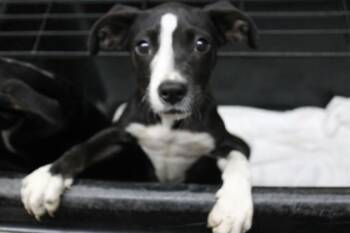 Rescue Labrador Retriever and Mixed Breed Dogs for Adoption in Picayune, Mississippi - 6651a | PetCurious