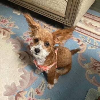 Precious -  Pomeranian Dog for Adoption in Martinsburg, West Virginia - Precious | PetCurious