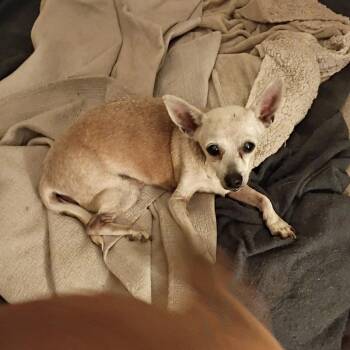 Sucre -  Chihuahua Dog for Adoption in Tucson, Arizona - Sucre | PetCurious