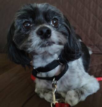 Shih Tzu Dogs Available for Adoption in Blue Springs, Missouri - Joey | PetCurious