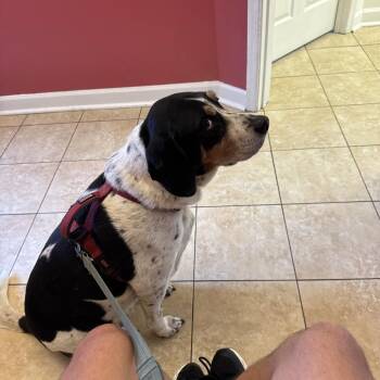 Zeke -  Coonhound and Beagle Dog for Adoption in Windsor, Virginia - Zeke | PetCurious