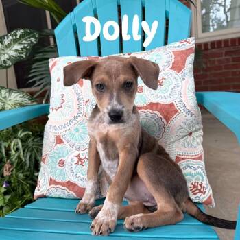 Dolly -  Mixed Breed Dog for Adoption in Little Rock, Arkansas - Dolly | PetCurious