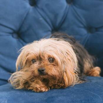 Kaylene -  Yorkshire Terrier Dog for Adoption in Zionsville, Indiana - Kaylene | PetCurious