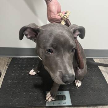 Misha -  Weimaraner and Mixed Breed Dog for Adoption in Richmond Hill, Georgia - Misha | PetCurious