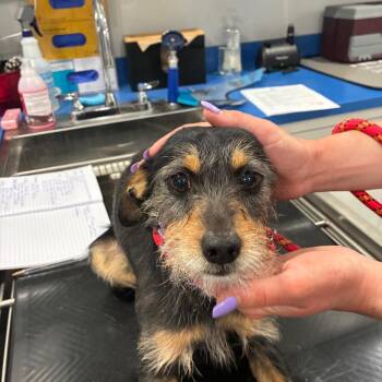Milo -  Schnauzer and Wirehaired Terrier Dog for Adoption in Northbrook, Illinois - Milo | PetCurious
