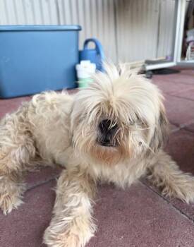 Little Lady -  Shih Tzu and Maltese Dog for Adoption in Boulder, Colorado - Little Lady | PetCurious