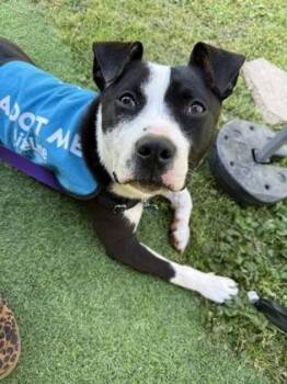 Starla -  Mixed Breed Dog for Adoption in Atlanta, Georgia - Starla | PetCurious