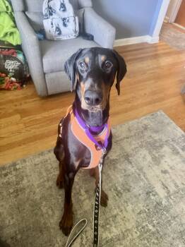 Rescue Doberman Pinscher Dogs for Adoption in Fleetwood, Pennsylvania - Jack | PetCurious