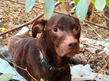 Ezekiel -  Labrador Retriever Dog for Adoption in Tulsa, Oklahoma - Ezekiel | PetCurious