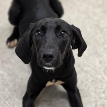 Labrador Retriever and Treeing Walker Coonhound Dogs Available for Adoption in Chatham, Virginia - Bridget | PetCurious