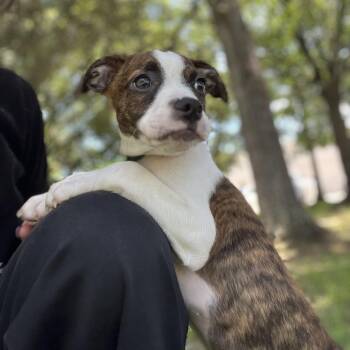 Jack Tripper -  Boston Terrier Dog for Adoption in New Orleans, Louisiana - Jack Tripper | PetCurious