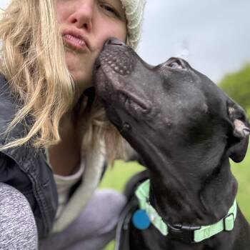 Rescue Pit Bull Terrier Dogs for Adoption in Chicago, Illinois - Frankie | PetCurious