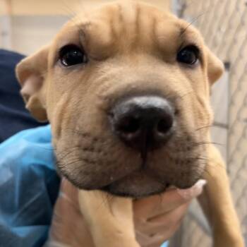 Woody -  Shar Pei Dog for Adoption in Reno, Nevada - Woody | PetCurious