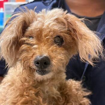 Daisey-mae -  Miniature Poodle Dog for Adoption in Jacksonville, Arkansas - Daisey-mae | PetCurious