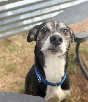 Bingo -  Whippet Dog for Adoption in Pawleys Island, South Carolina - Bingo | PetCurious