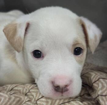 Turkey -  Mixed Breed Dog for Adoption in Olean, New York - Turkey | PetCurious