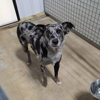 Bullseye -  Australian Shepherd Dog for Adoption in Manhattan, Kansas - Bullseye | PetCurious