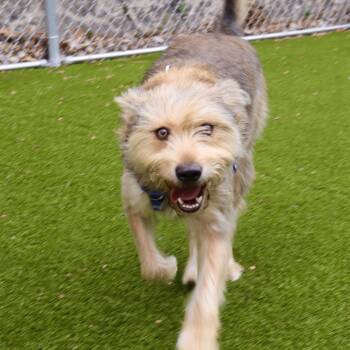 Bear -  Husky and Terrier Dog for Adoption in Warwick, Rhode Island - Bear | PetCurious