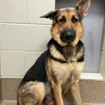 Dianne -  German Shepherd Dog Dog for Adoption in Hinesville, Georgia - Dianne | PetCurious